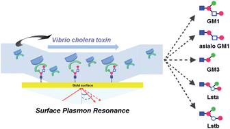 Graphical abstract: Structural evaluation of GM1-related carbohydrate–cholera toxin interactions through surface plasmon resonance kinetic analysis