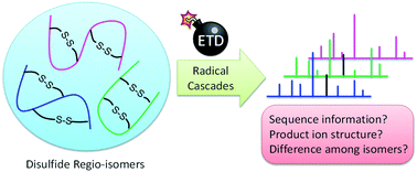 Graphical abstract: Radical cascades in electron transfer dissociation (ETD) – implications for characterizing peptide disulfide regio-isomers