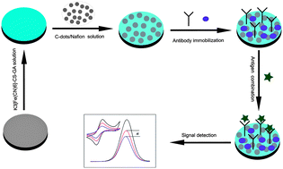 Graphical abstract: Sensitive electrochemical immunoassay of metallothionein-3 based on K3[Fe(CN)6] as a redox-active signal and C-dots/Nafion film for antibody immobilization