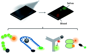 Graphical abstract: Enabling fluorescent biosensors for the forensic identification of body fluids