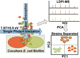Graphical abstract: Differentiation of microbial species and strains in coculture biofilms by multivariate analysis of laser desorption postionization mass spectra