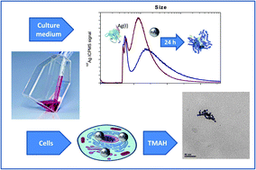 Graphical abstract: Detection and characterization of silver nanoparticles and dissolved species of silver in culture medium and cells by AsFlFFF-UV-Vis-ICPMS: application to nanotoxicity tests