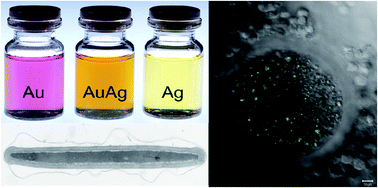 Graphical abstract: Reprotoxicity of gold, silver, and gold–silver alloy nanoparticles on mammalian gametes