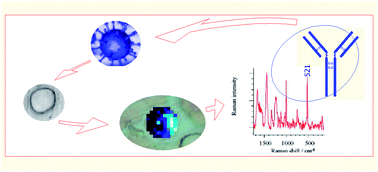 Graphical abstract: Raman micro-spectroscopy tracing human lymphocyte activation