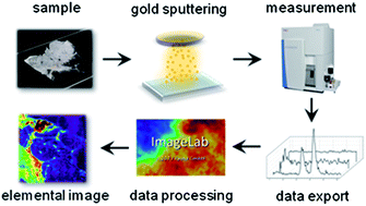 Graphical abstract: Application of gold thin-films for internal standardization in LA-ICP-MS imaging experiments
