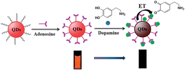 Graphical abstract: Adenosine capped QDs based fluorescent sensor for detection of dopamine with high selectivity and sensitivity