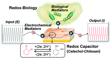 Graphical abstract: Redox-capacitor to connect electrochemistry to redox-biology