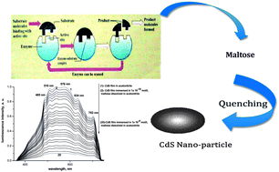 Graphical abstract: A new nano-optical sensor thin film cadmium sulfide doped in sol–gel matrix for assessment of α-amylase activity in human saliva