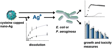 Graphical abstract: Integrated approach to evaluating the toxicity of novel cysteine-capped silver nanoparticles to Escherichia coli and Pseudomonas aeruginosa