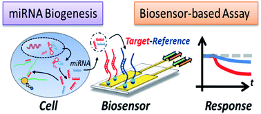 Graphical abstract: Biosensor-based microRNA detection: techniques, design, performance, and challenges