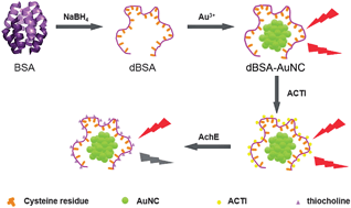 Graphical abstract: Selective and sensitive detection of acetylcholinesterase activity using denatured protein-protected gold nanoclusters as a label-free probe