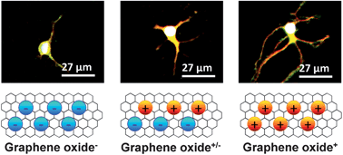 Graphical abstract: Effects of surface charges of graphene oxide on neuronal outgrowth and branching
