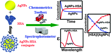 Graphical abstract: New insight into protein–nanomaterial interactions with UV-visible spectroscopy and chemometrics: human serum albumin and silver nanoparticles