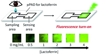 Graphical abstract: An antibody-free microfluidic paper-based analytical device for the determination of tear fluid lactoferrin by fluorescence sensitization of Tb3+