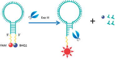Graphical abstract: Ultrasensitive detection of 3′-5′ exonuclease enzymatic activity using molecular beacons