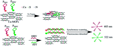 Graphical abstract: Metal–organic framework-based molecular beacons for multiplexed DNA detection by synchronous fluorescence analysis