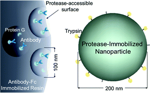 Graphical abstract: Selective detection of complementarity-determining regions of monoclonal antibody by limiting protease access to the substrate: nano-surface and molecular-orientation limited proteolysis