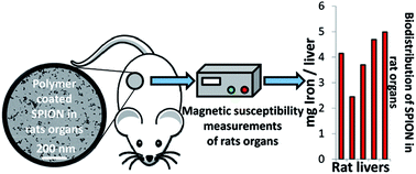 Graphical abstract: A fast and reproducible method to quantify magnetic nanoparticle biodistribution