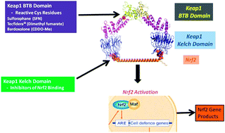 Graphical abstract: Analytical approaches for quantification of a Nrf2 pathway activator: overcoming bioanalytical challenges to support a toxicity study