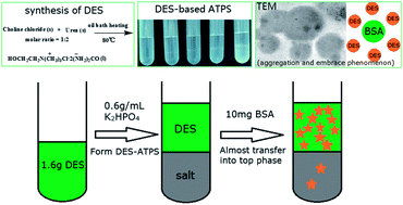 Graphical abstract: Deep eutectic solvents as novel extraction media for protein partitioning