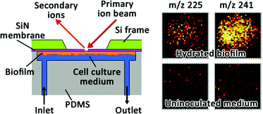Graphical abstract: In situ molecular imaging of a hydrated biofilm in a microfluidic reactor by ToF-SIMS