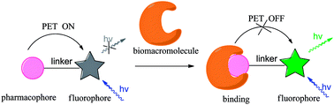 Graphical abstract: Design strategy for photoinduced electron transfer-based small-molecule fluorescent probes of biomacromolecules