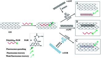 Graphical abstract: Assembly of single-stranded polydeoxyadenylic acid and β-glucan probed by the sensing platform of graphene oxide based on the fluorescence resonance energy transfer and fluorescence anisotropy