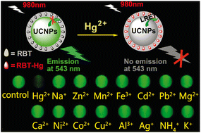 Graphical abstract: NaYF4:Yb3+/Er3+ nanoparticle-based upconversion luminescence resonance energy transfer sensor for mercury(ii) quantification