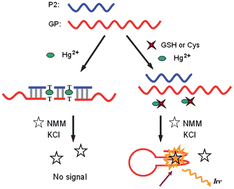 Graphical abstract: A Hg2+-mediated label-free fluorescent sensing strategy based on G-quadruplex formation for selective detection of glutathione and cysteine