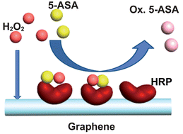 Graphical abstract: Electrical, enzymatic graphene biosensing of 5-aminosalicylic acid