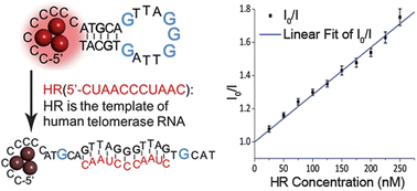 Graphical abstract: Luminescent silver nanoclusters anchored by oligonucleotides detect human telomerase ribonucleic acid template