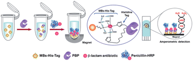 Graphical abstract: An amperometric affinity penicillin-binding protein magnetosensor for the detection of β-lactam antibiotics in milk