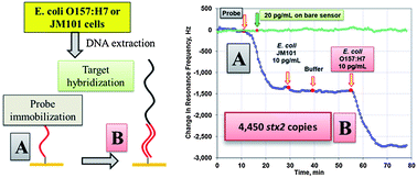 Graphical abstract: A method for DNA-based detection of E. coli O157:H7 in a proteinous background using piezoelectric-excited cantilever sensors