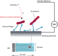 Graphical abstract: Carbon microarrays for the direct impedimetric detection of Bacillus anthracis using Gamma phages as probes