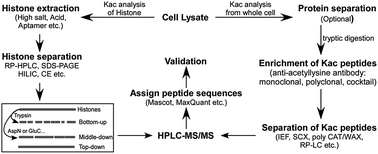 Graphical abstract: Protein lysine acetylation analysis: current MS-based proteomic technologies