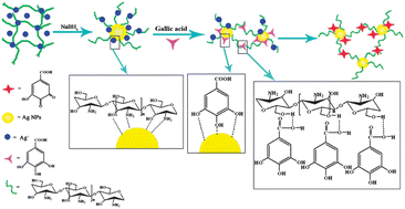 Graphical abstract: Chitosan-capped silver nanoparticles as a highly selective colorimetric probe for visual detection of aromatic ortho-trihydroxy phenols