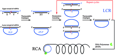 Graphical abstract: Ligase chain reaction coupled with rolling circle amplification for high sensitivity detection of single nucleotide polymorphisms