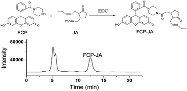 Graphical abstract: Fluorescein-core piperazine as a fluorescent labeling reagent for highly sensitive determination of jasmonic acid by high-performance liquid chromatography