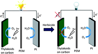 Graphical abstract: Self-powered herbicide biosensor utilizing thylakoid membranes