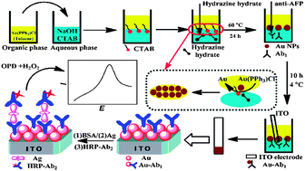 Graphical abstract: Gold–antibody nanocomposite thin film fabricated by a liquid–liquid interface technique and its application for the sensitive immunoassay of alpha-fetoprotein