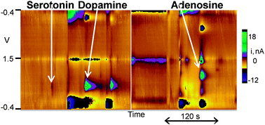 Graphical abstract: Quantitation of dopamine, serotonin and adenosine content in a tissue punch from a brain slice using capillary electrophoresis with fast-scan cyclic voltammetry detection