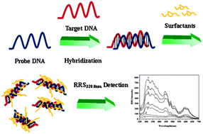 Graphical abstract: A resonance Rayleigh scattering detection of DNA hybridization based on interaction between DNA and surfactants