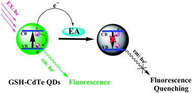 Graphical abstract: Determination of ellagic acid by fluorescence quenching method with glutathione capped CdTe quantum dots as the probe