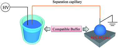 Graphical abstract: Compatible buffer for capillary electrophoresis and matrix-assisted laser desorption/ionization mass spectrometry