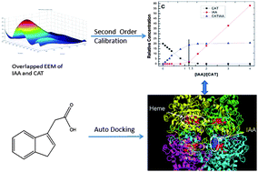 Graphical abstract: Investigation of the interactions between indole-3-acetic acid and catalase: A spectroscopic study in combination with second-order calibration and molecular docking methods
