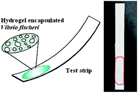 Graphical abstract: A novel test strip for toxicity assessment using luminescent bacteria in hydrogel