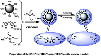Graphical abstract: Preparation and application of imprinted polymer for tetrabromobisphenol A using tetrachlorobisphenol A as the dummy template