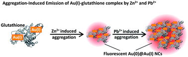 Graphical abstract: Synergistic aggregating of Au(i)–glutathione complex for fluorescence “turn-on” detection of Pb(ii)