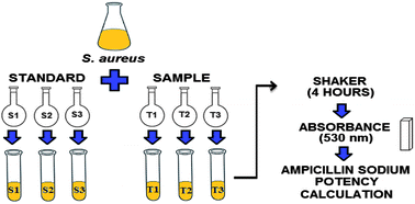 Graphical abstract: Development and validation of a rapid turbidimetric assay to determine the potency of ampicillin sodium in powder for injectable solution