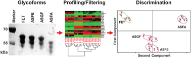 Graphical abstract: Microarray evaluation of the effects of lectin and glycoprotein orientation and data filtering on glycoform discrimination